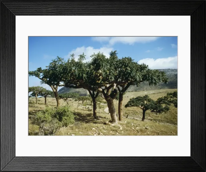 Framed Print : Picture No. 10855226 Framed Print : Picture No. 10855226