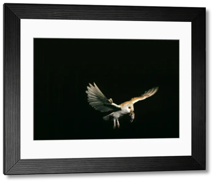 Framed Print : Picture No. 10855231 Framed Print : Picture No. 10855231