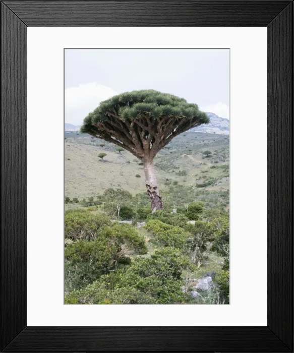 Framed Print : Picture No. 10855228 Framed Print : Picture No. 10855228