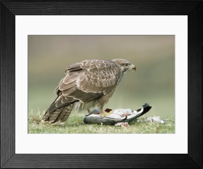 Framed Print : Picture No. 10855251 Framed Print : Picture No. 10855251