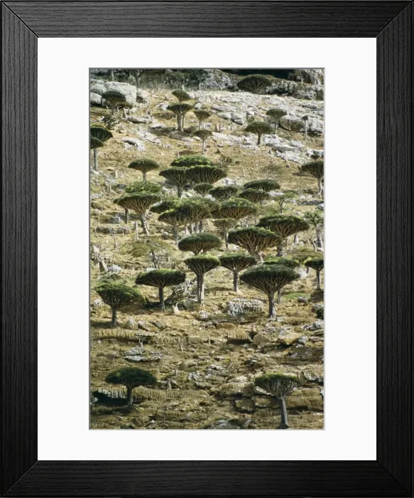 Framed Print : Picture No. 10855213 Framed Print : Picture No. 10855213