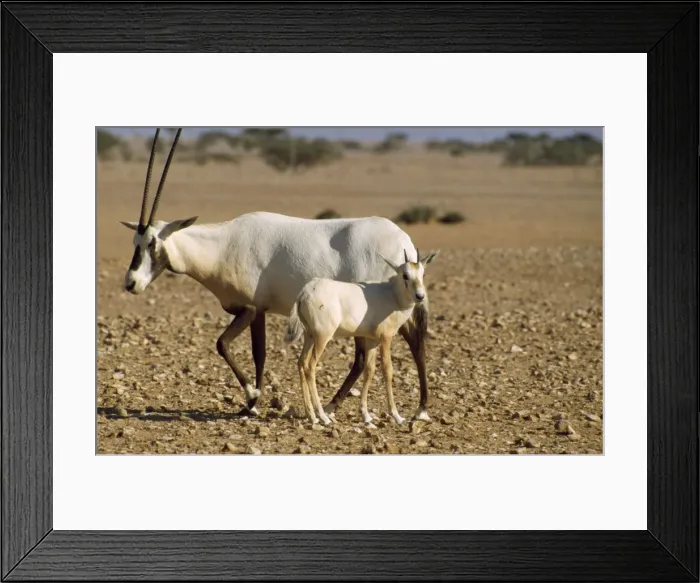Framed Print : Picture No. 10855230