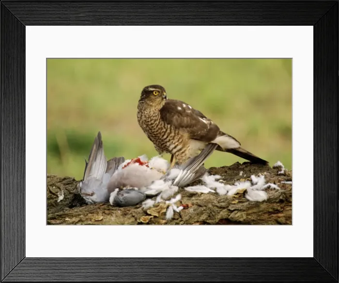 Framed Print : Picture No. 10855264