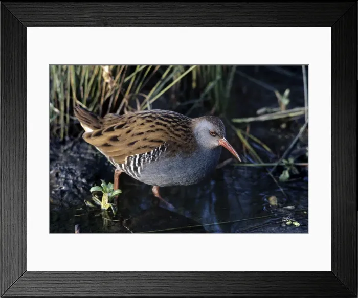Framed Print : Picture No. 10855240