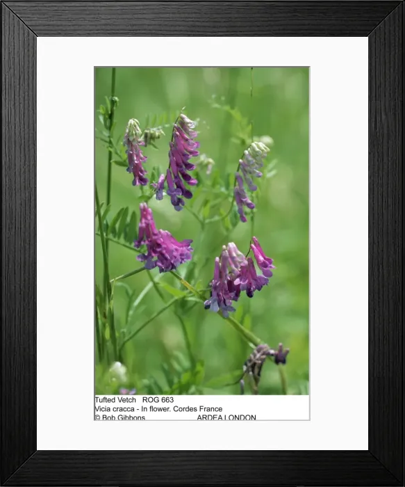 Framed Print : Picture No. 10855282 Framed Print : Picture No. 10855282