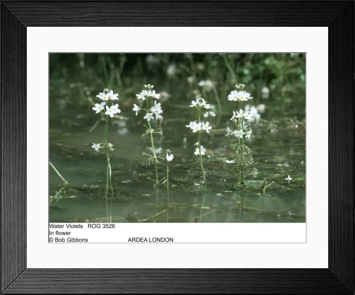 Framed Print : Picture No. 10855286 Framed Print : Picture No. 10855286