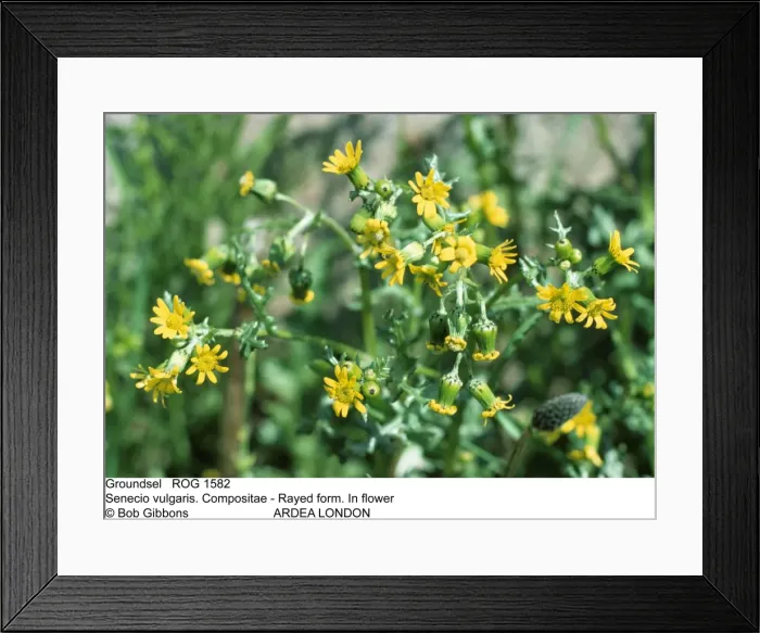 Framed Print : Picture No. 10855283 Framed Print : Picture No. 10855283