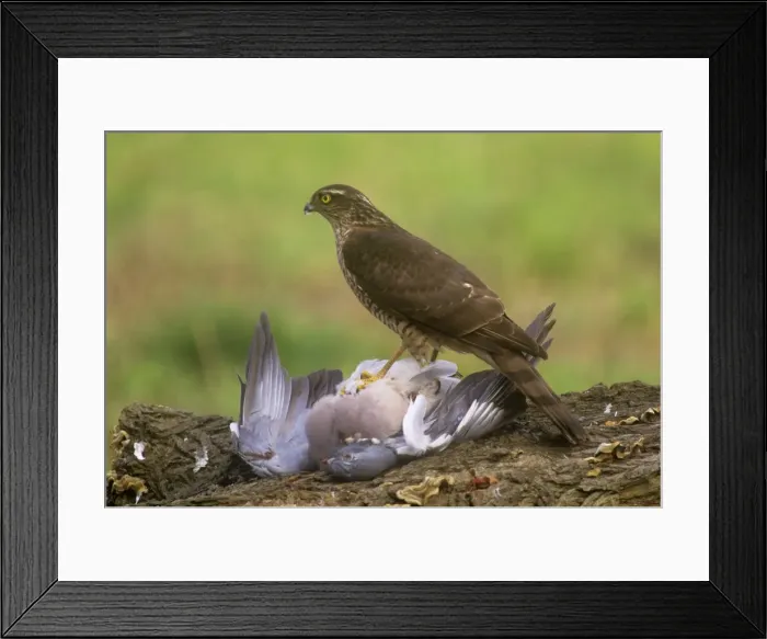 Framed Print : Picture No. 10855265 Framed Print : Picture No. 10855265