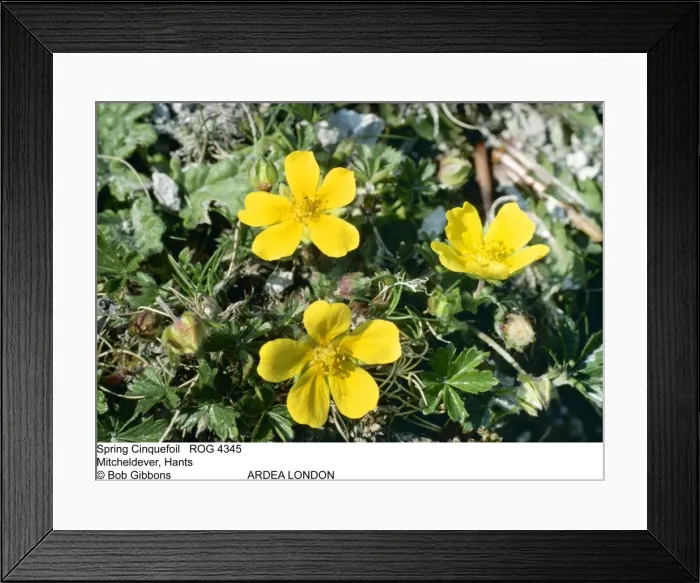Framed Print : Picture No. 10855290 Framed Print : Picture No. 10855290