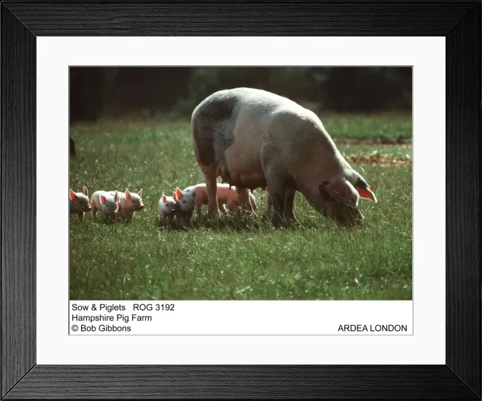 Framed Print : Picture No. 10855285 Framed Print : Picture No. 10855285