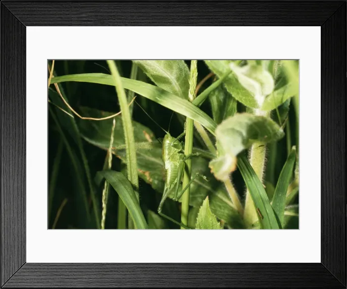 Framed Print : Picture No. 10855288 Framed Print : Picture No. 10855288