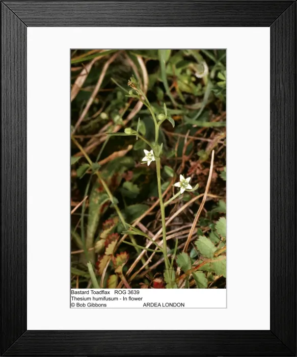 Framed Print : Picture No. 10855287 Framed Print : Picture No. 10855287