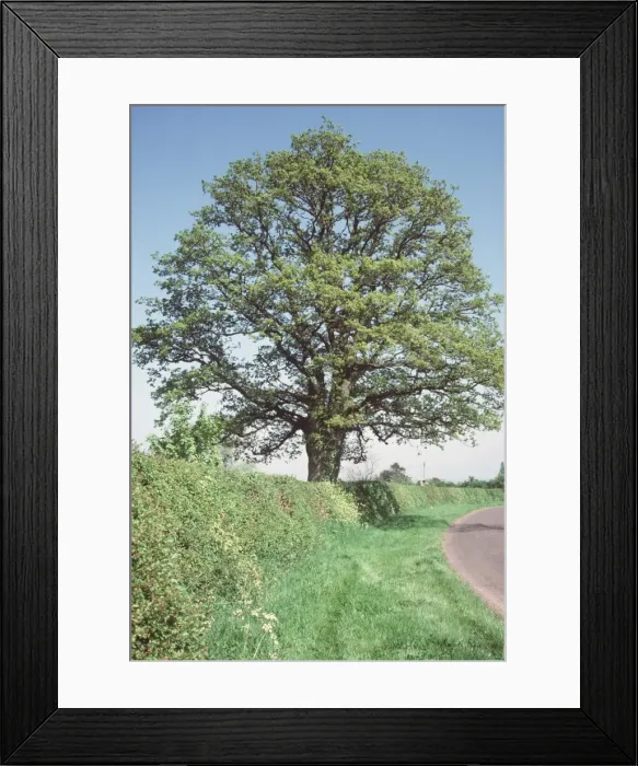 Framed Print : Picture No. 10855293 Framed Print : Picture No. 10855293