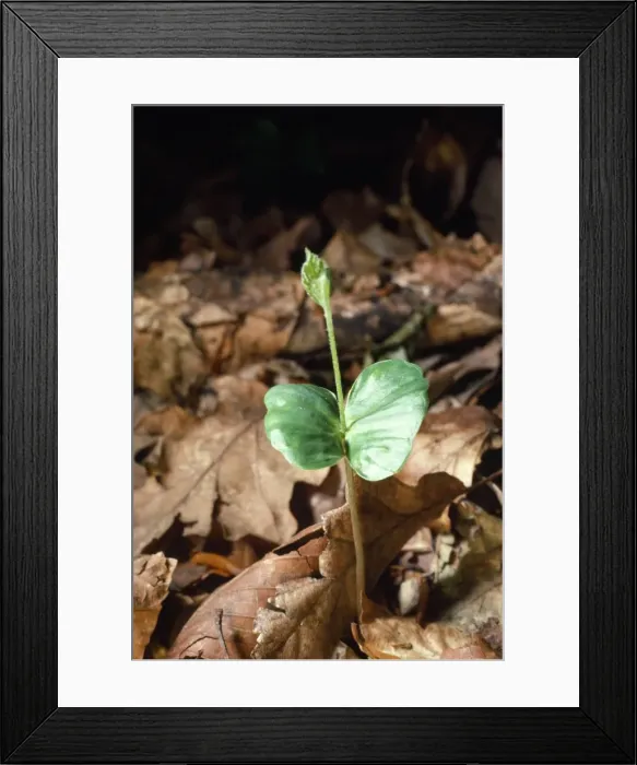 Framed Print : Picture No. 10855289 Framed Print : Picture No. 10855289