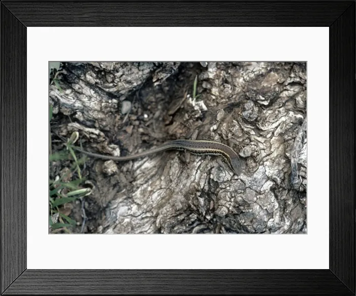 Framed Print : Picture No. 10855297 Framed Print : Picture No. 10855297