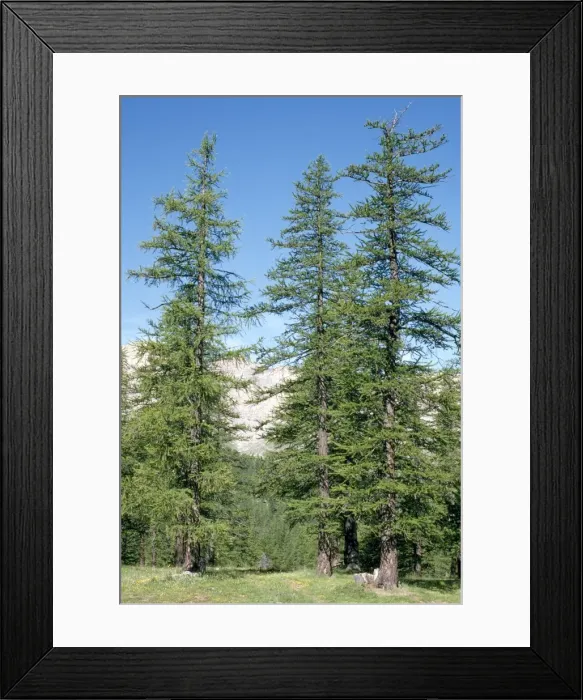 Framed Print : Picture No. 10855298