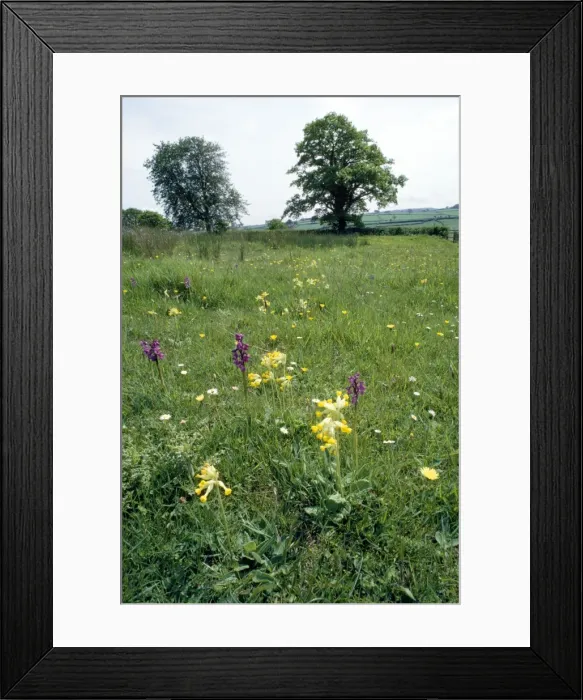 Framed Print : Picture No. 10855296 Framed Print : Picture No. 10855296