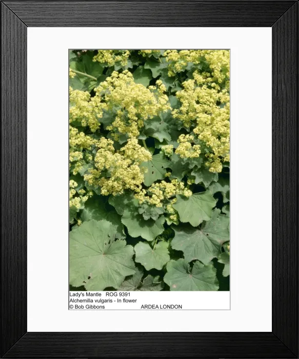 Framed Print : Picture No. 10855301 Framed Print : Picture No. 10855301