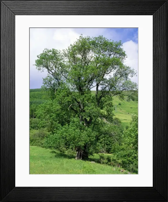 Framed Print : Picture No. 10855306 Framed Print : Picture No. 10855306