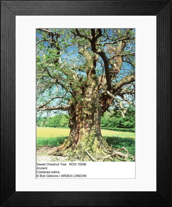 Framed Print : Picture No. 10855305 Framed Print : Picture No. 10855305