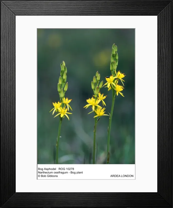 Framed Print : Picture No. 10855309 Framed Print : Picture No. 10855309