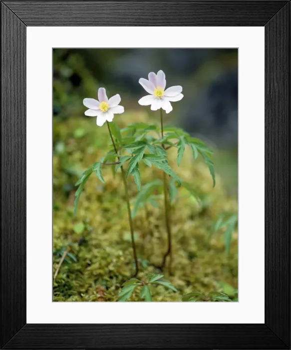 Framed Print : Picture No. 10855310 Framed Print : Picture No. 10855310