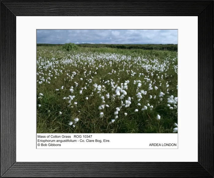 Framed Print : Picture No. 10855311 Framed Print : Picture No. 10855311