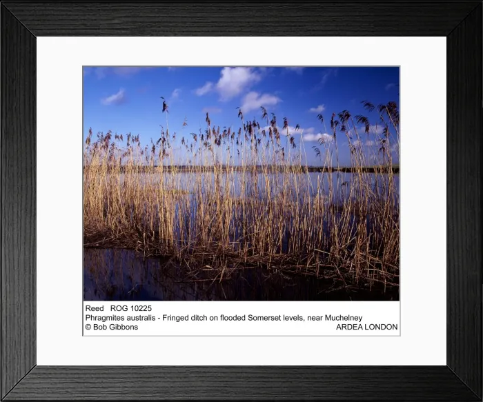 Framed Print : Picture No. 10855308 Framed Print : Picture No. 10855308