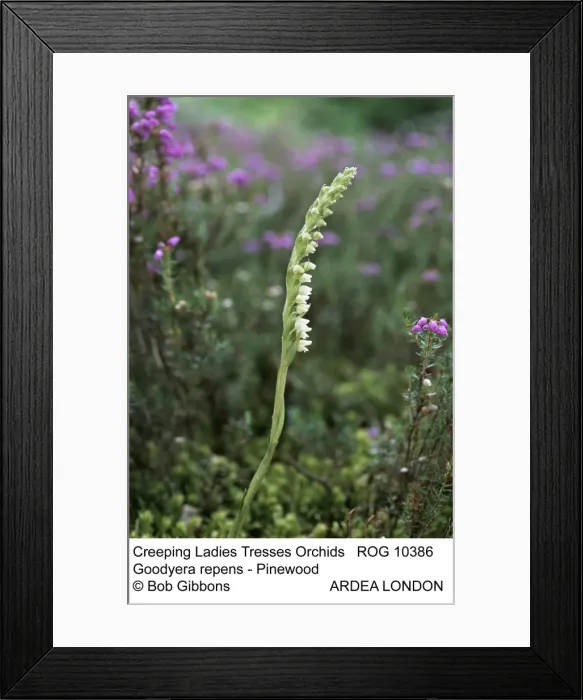 Framed Print : Picture No. 10855313 Framed Print : Picture No. 10855313