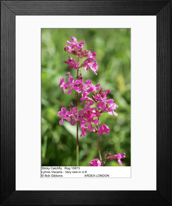 Framed Print : Picture No. 10855317 Framed Print : Picture No. 10855317