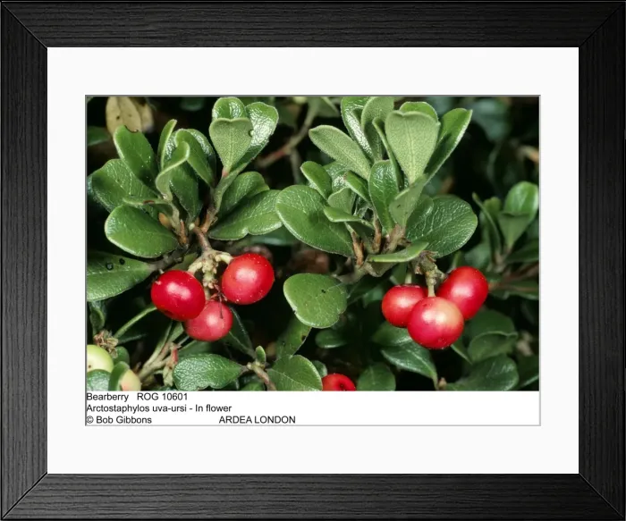 Framed Print : Picture No. 10855314 Framed Print : Picture No. 10855314