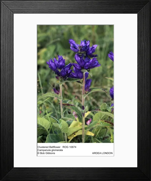 Framed Print : Picture No. 10855318 Framed Print : Picture No. 10855318