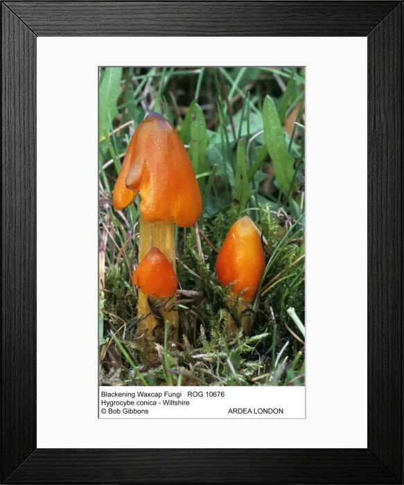 Framed Print : Picture No. 10855319