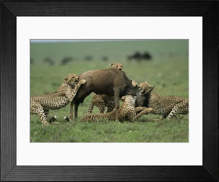 Framed Print : Picture No. 10855335 Framed Print : Picture No. 10855335