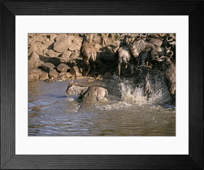 Framed Print : Picture No. 10855334 Framed Print : Picture No. 10855334