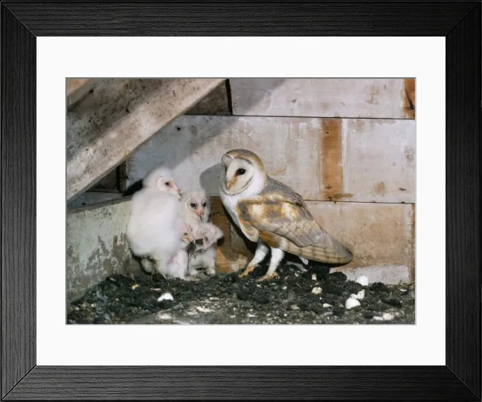 Framed Print : Picture No. 10855351 Framed Print : Picture No. 10855351