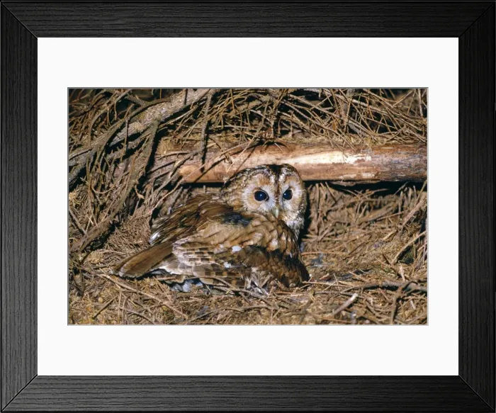 Framed Print : Picture No. 10855354 Framed Print : Picture No. 10855354