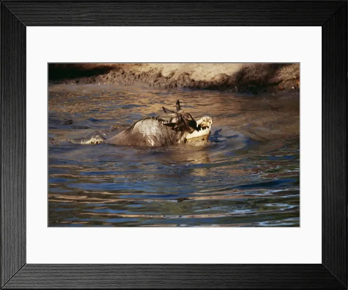 Framed Print : Picture No. 10855333 Framed Print : Picture No. 10855333