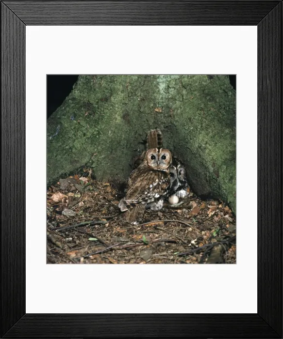 Framed Print : Picture No. 10855379 Framed Print : Picture No. 10855379