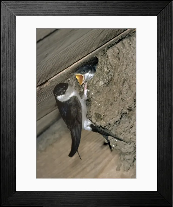 Framed Print : Picture No. 10855362 Framed Print : Picture No. 10855362