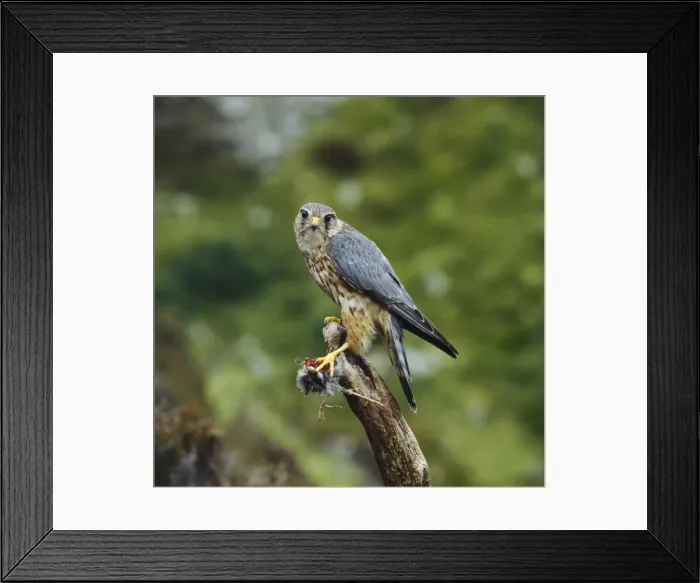 Framed Print : Picture No. 10855385 Framed Print : Picture No. 10855385