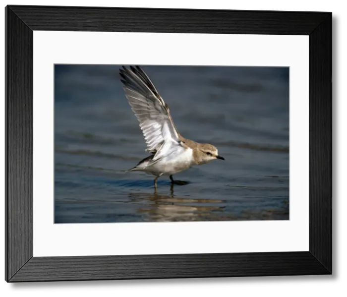 Framed Print : Picture No. 10855394 Framed Print : Picture No. 10855394
