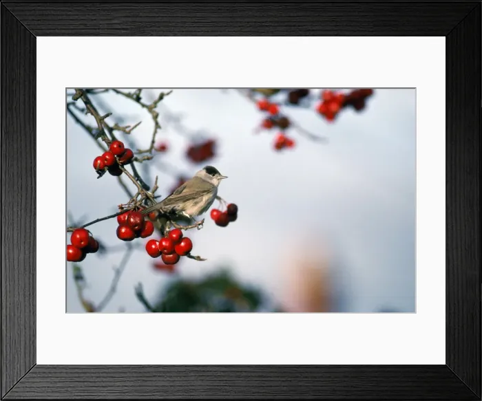 Framed Print : Picture No. 10855445 Framed Print : Picture No. 10855445