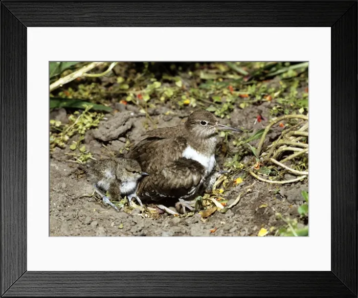 Framed Print : Picture No. 10855357 Framed Print : Picture No. 10855357