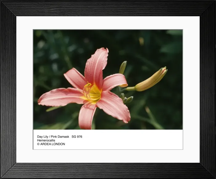 Framed Print : Picture No. 10855465 Framed Print : Picture No. 10855465