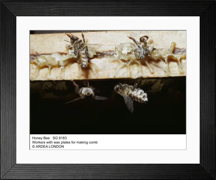 Framed Print : Picture No. 10855466 Framed Print : Picture No. 10855466