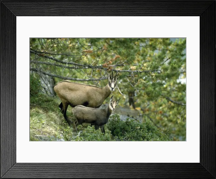 Framed Print : Picture No. 10855475 Framed Print : Picture No. 10855475