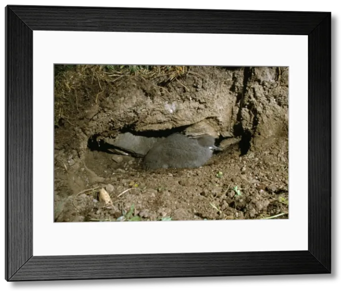 Framed Print : Picture No. 10855406