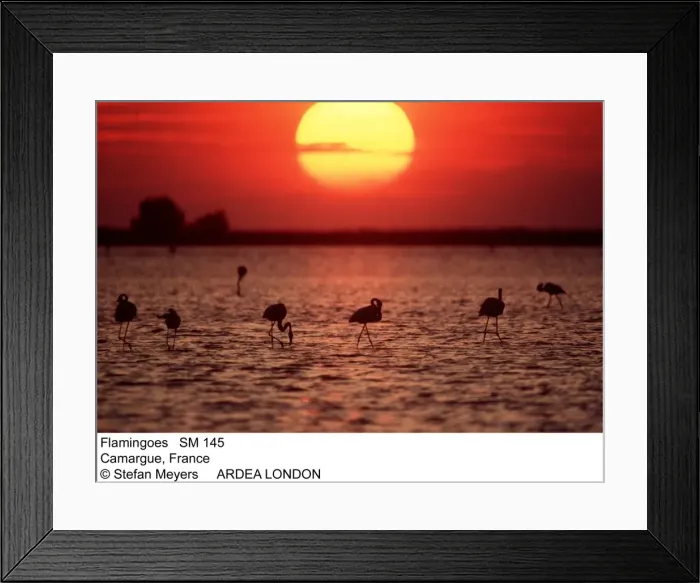 Framed Print : Picture No. 10855478 Framed Print : Picture No. 10855478