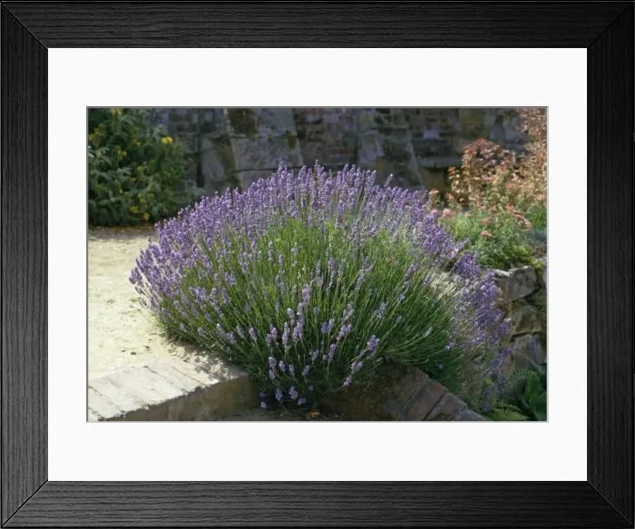 Framed Print : Picture No. 10855467 Framed Print : Picture No. 10855467